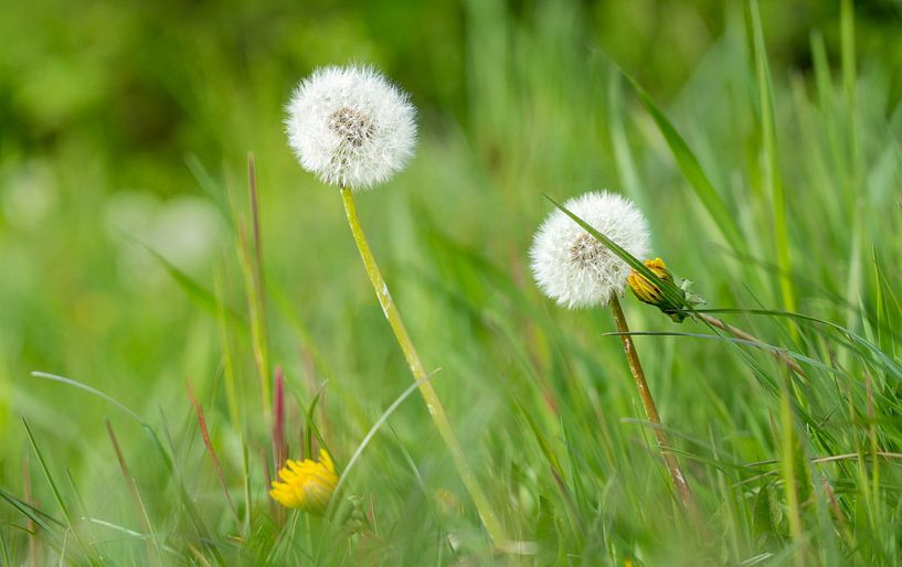 Dandelions in the landscape by Marcel Derweduwen