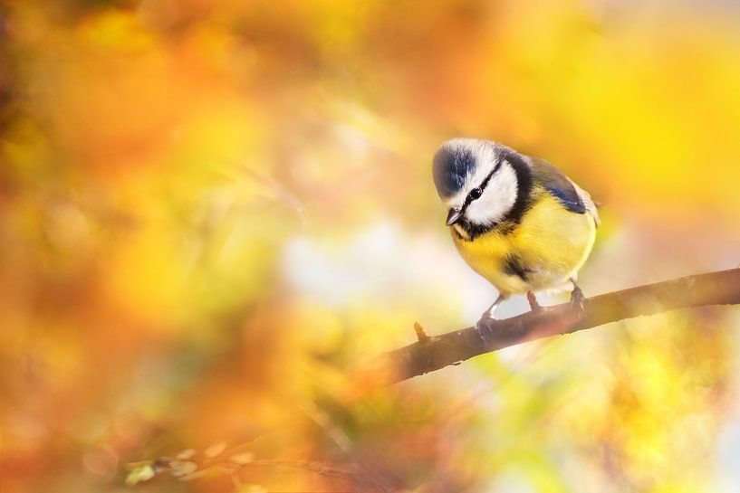 Mésange bleue par Michelle Zwakhalen