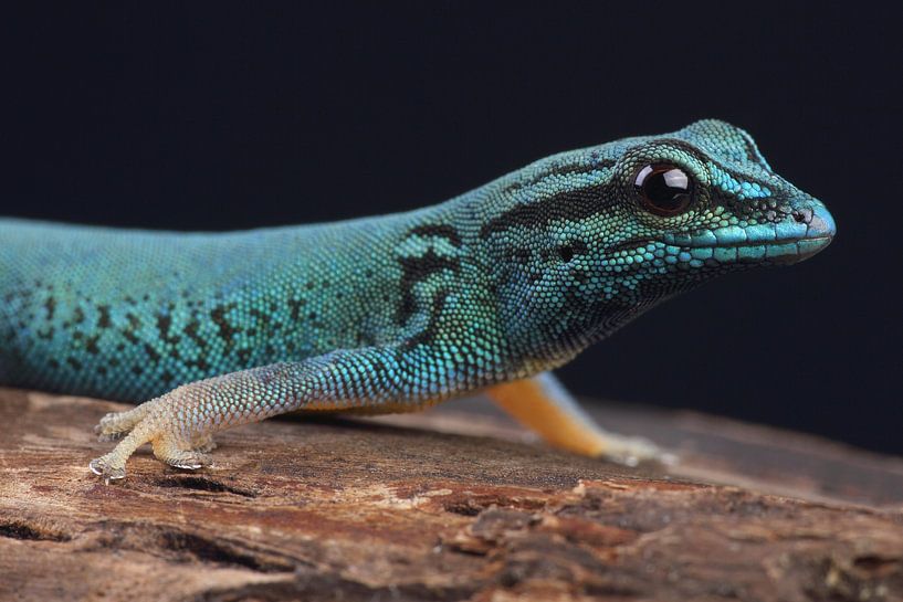 Electric Blue Day Gecko (Lygodactylus Williamsi) by Ronald Pol