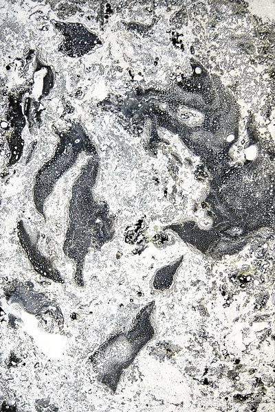 Grauer Kakadu von Sebastian Rohnacher