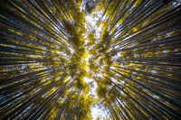 Arashiyama bamboo forest
