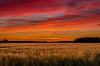 Kornfeld unter rotem Sonnenuntergang
