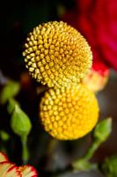 Boule fleur jaune vert