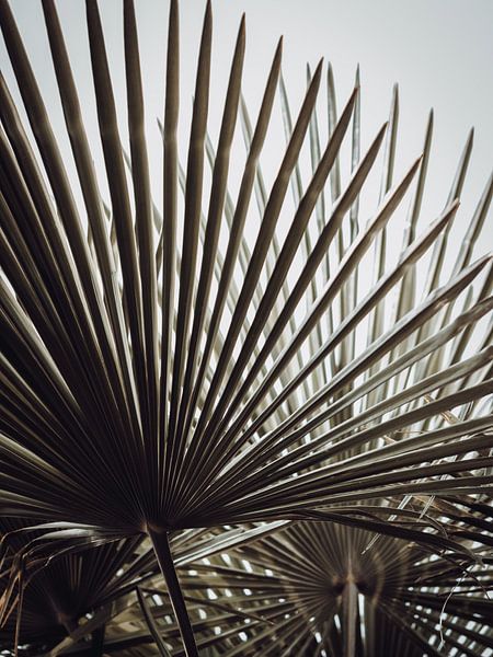 Zeitschrift Palm von José Lugtenberg