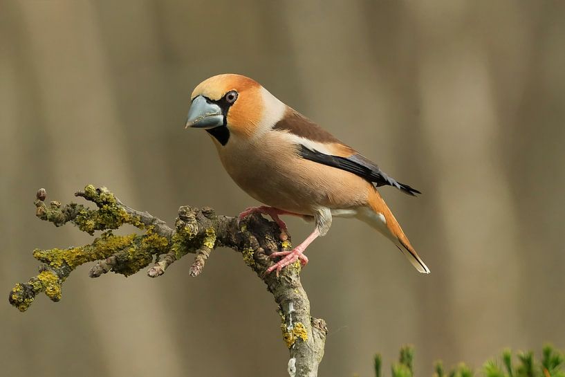 Hawfinch on branch by Wim van der Meule