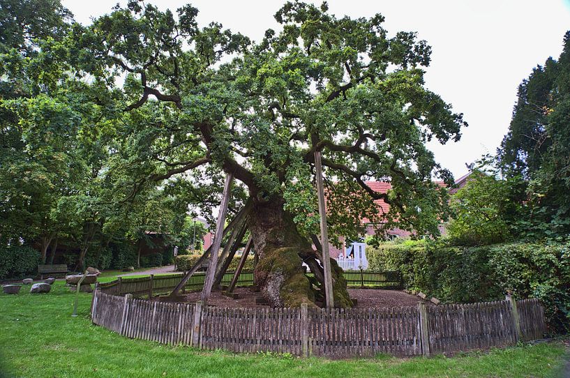 Mitteleuropas älteste Fem Eiche von Edgar Schermaul