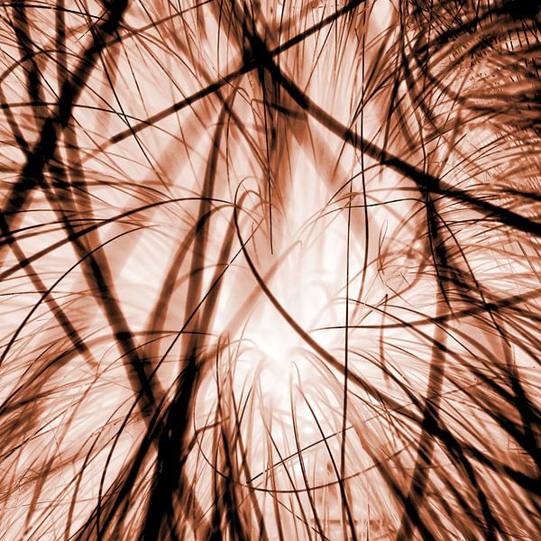 Interwoven blades of grass in a different light - red by mekke