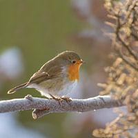 Robin in winter