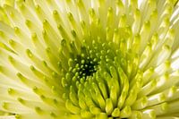 Chrysantheme Nahaufnahme