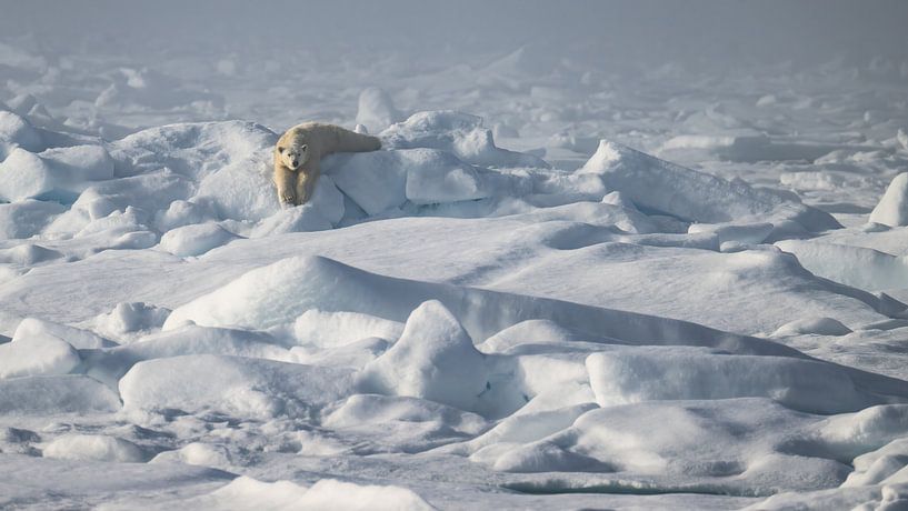 Détendez-vous ! par Koen Hoekemeijer