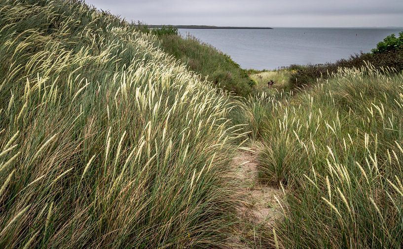 helmgras by wim harwig