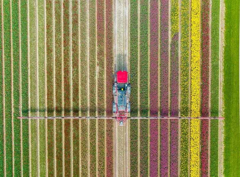 Landwirtschaftliche Unkrautspritze in einem Tulpenfeld im Frühling von Sjoerd van der Wal Fotografie