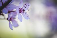 Pink blossom in spring