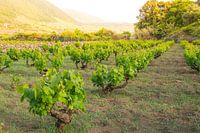 Wijngaard op Pantelleria