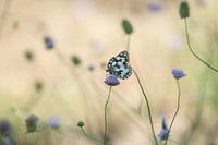 Dame in schönem Licht