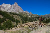 Hirte in den französischen Alpen