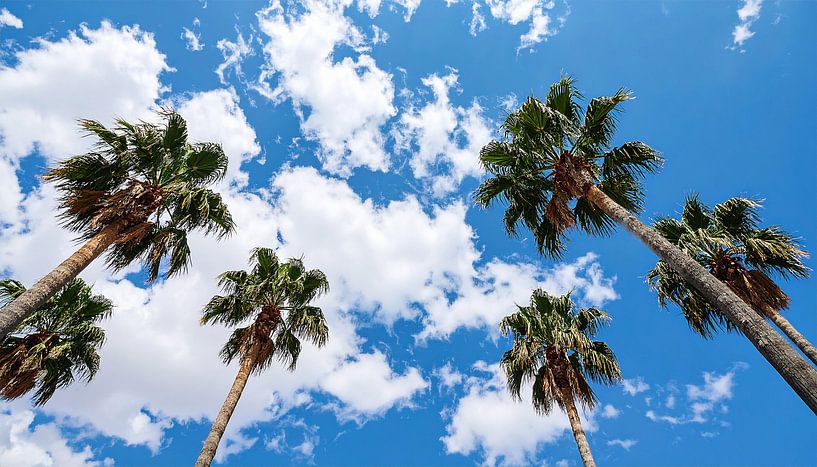 Palmiers avec nuages par Mustafa Kurnaz