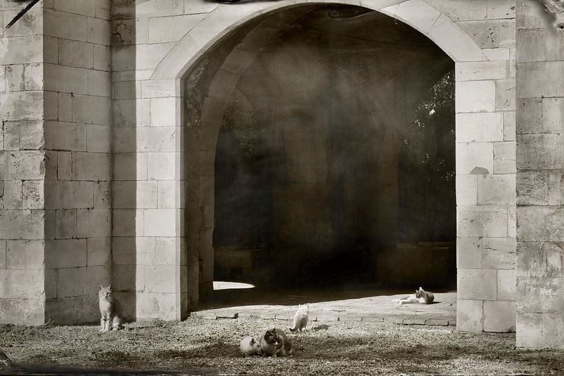 Wild catlife by BL Photography