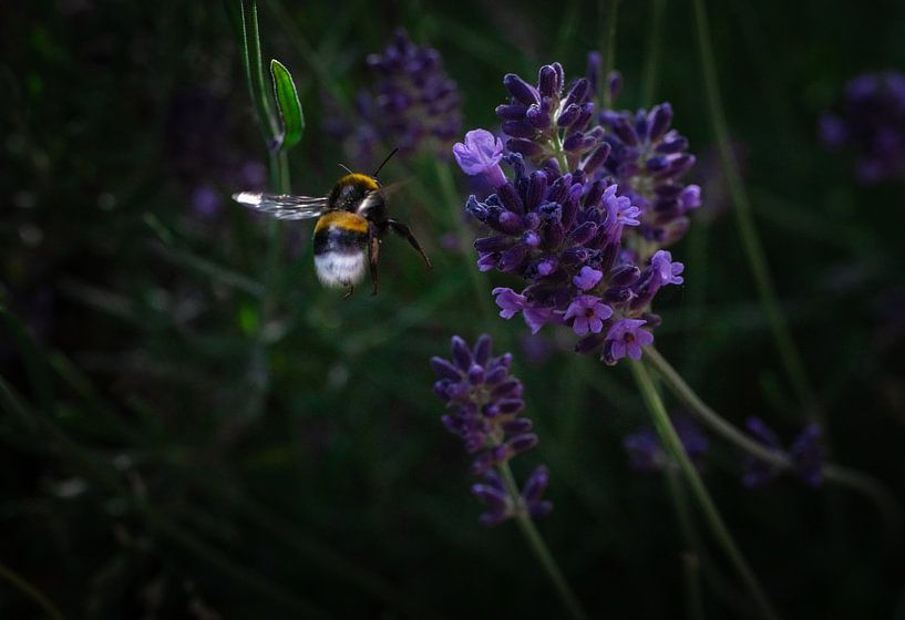 Biene auf dem Weg zur Lavendelblüte von Crystal Clear