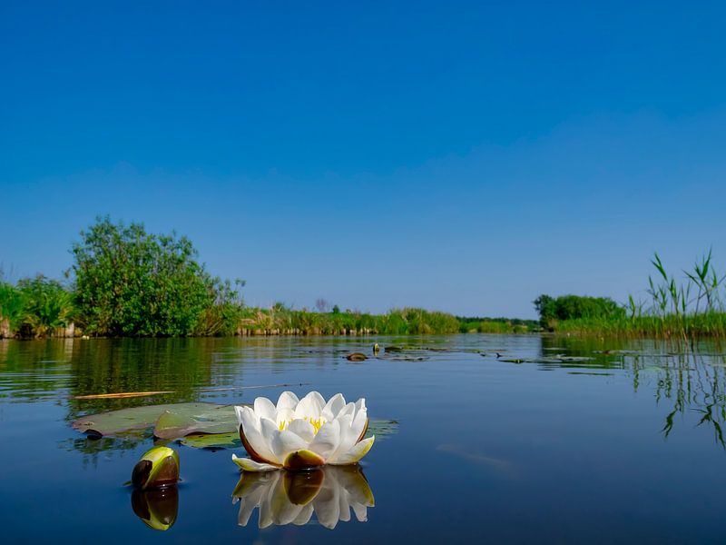 Fleur de lys dans le Wieden par Sjoerd van der Wal Photographie