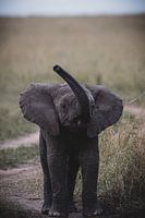 BABY ELEFANT