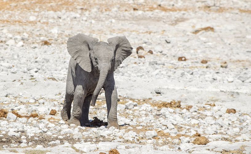 Bébé éléphant en Namibie par Achim Prill