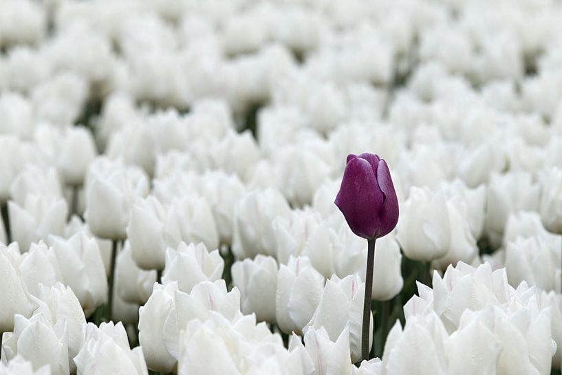 Tulipe violette entre des tulipes blanches par W J Kok