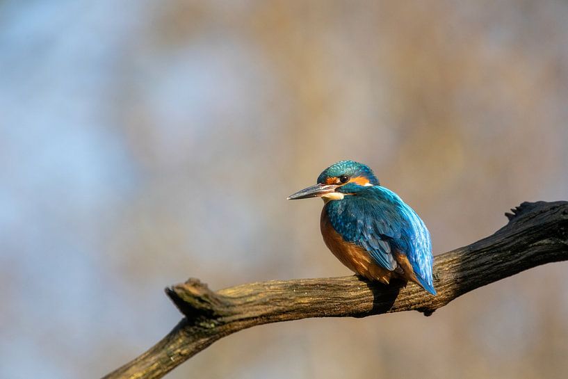 Kingfisher by Tanja van Beuningen