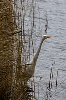 Silberreiher im Schilf