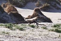 Drijfhout strand op Texel