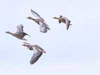 Ganzen familie opweg