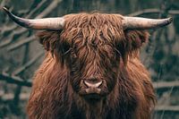 Un Highlander écossais au regard fixe