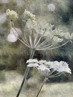 Zauberhafter Bärenklau