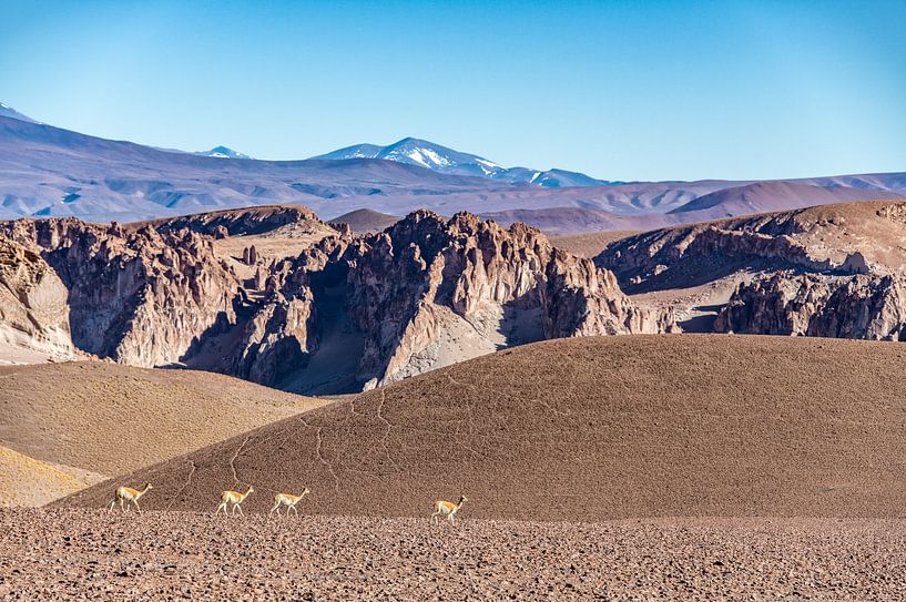 Guanako&#039;s in der Puna, Argentinien. von Ron van der Stappen