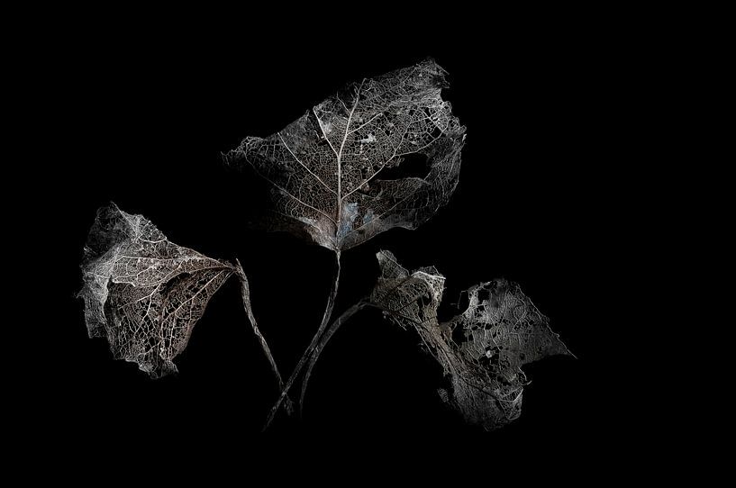 Verval -   Decay  - Verfall -  pourriture von Kitty Stevens