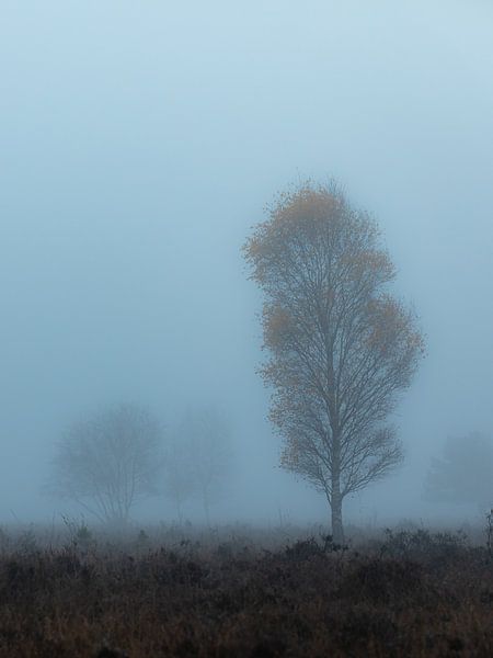 Breathe 2 by Kevin Woelders