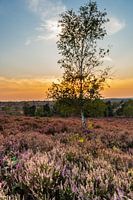 Summer evening on the Salland Ridge