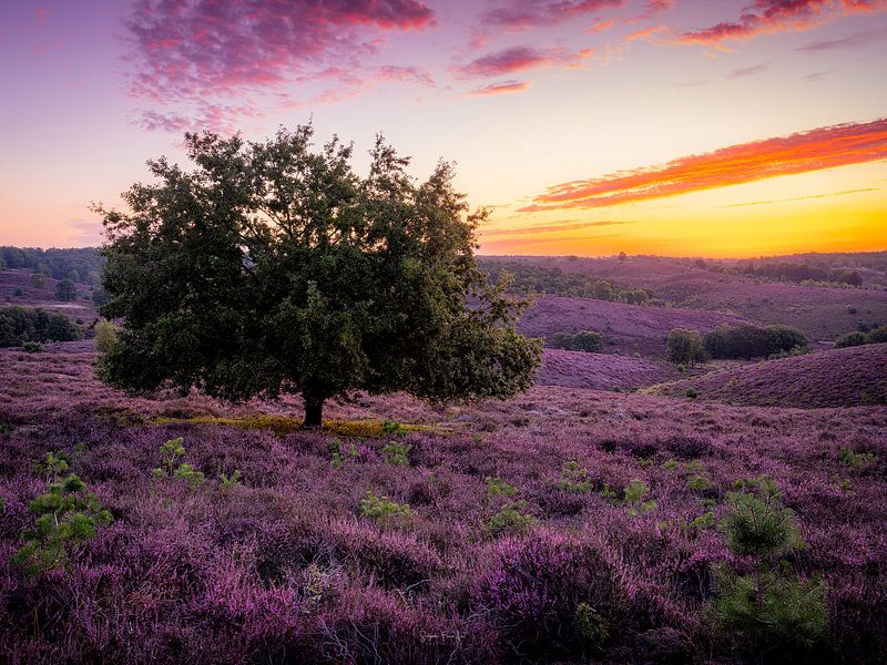Purpleland by Fernando Salgado