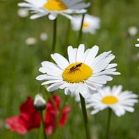 Marguerite mit Insekt
