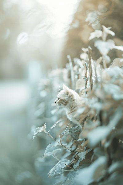 The Magic of Morning Walks with Cats by Karina Brouwer