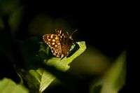 Bont Zandoogje in het licht