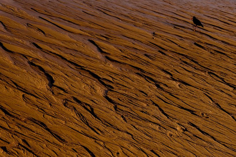 Ebbe und Austernfischer von Linda Bouritius