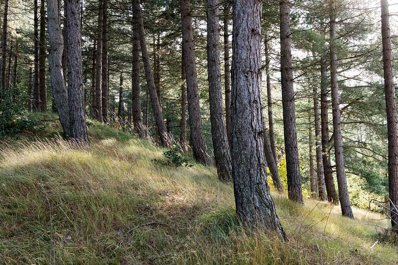 Bergerbos by Rob Donders Beeldende kunst