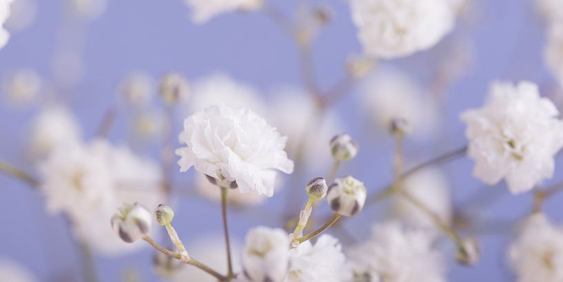 Panorama von Hellblau mit weißen Blumen von Marjolijn van den Berg