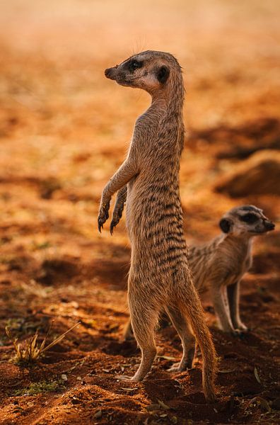 Le suricate et son petit regardent autour d'eux par Patrick Groß