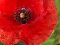 red papaver rhoeas