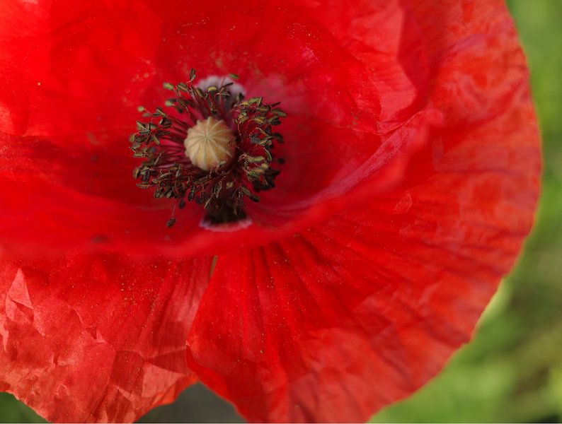 Roter Papaver Rhoeas von Wieland Teixeira