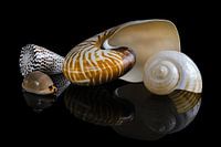 Muschelsammlung 3: Nautilus