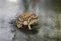 Traversée dangereuse - Migration des crapauds