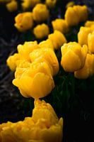 Yellow Tulips